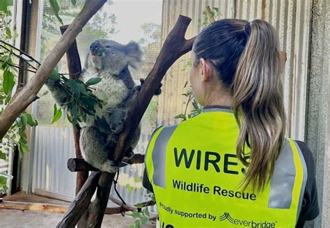 Animal Rescue: Een educatieve avonturenreis vol met beestachtige uitdagingen!