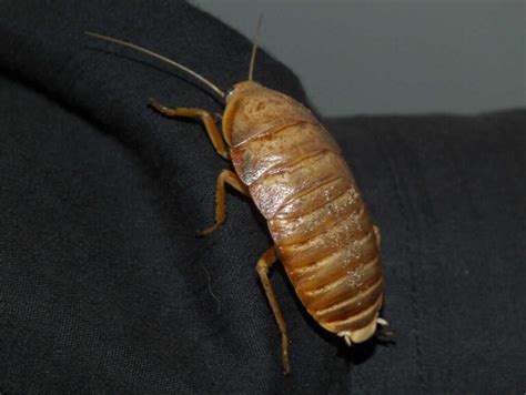 Can Dubia Roaches Climb Glass? Exploring the Unseen World of Insect Agility