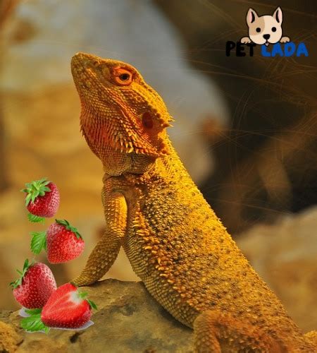 Can I Feed My Bearded Dragon Strawberries? And Why Do They Love the Color Red So Much?