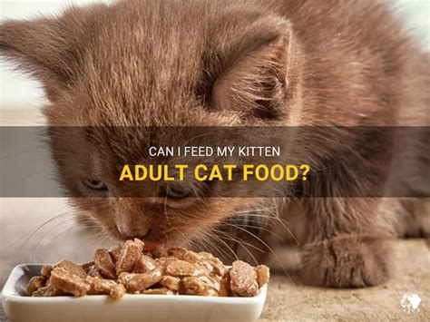 Can I Feed My Kitten Adult Cat Food? And Why Do Cats Dream of Electric Mice?