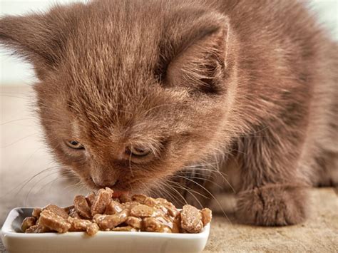 Can You Feed Adult Cats Kitten Food? And Why Do Cats Always Land on Their Feet?