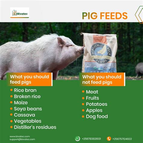 Can You Feed Pigs Meat? Exploring the Myths and Realities of Swine Diets