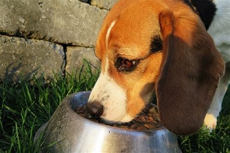 How Long to Wait to Feed Dog After Walk: A Symphony of Paws and Plates