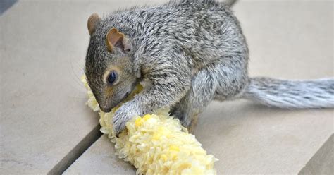 How to Feed a Baby Squirrel: And Why It Might Remind You of Baking a Cake