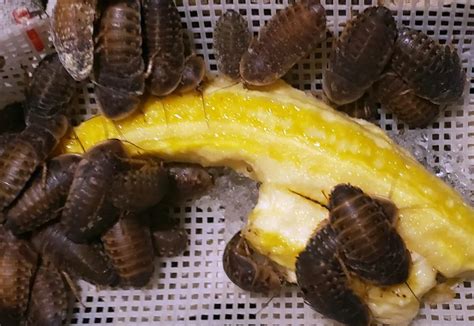 How to Feed Dubia Roaches: A Journey Through the Nutritional Cosmos