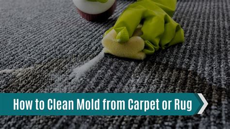 How to Get Mold Out of Plastic: A Journey Through Cleaning and Beyond