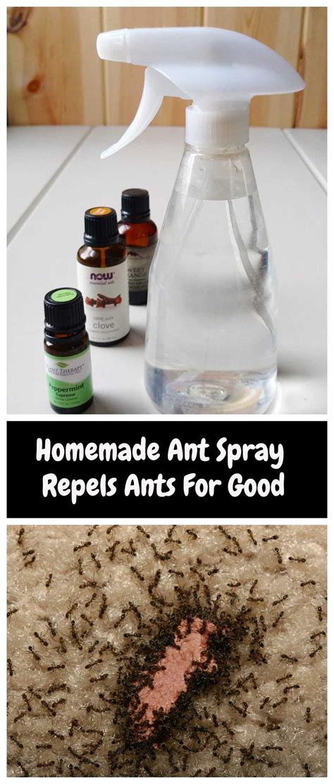 How to Get Rid of Bug Spray Residue: Why Do Ants Love Lemonade?