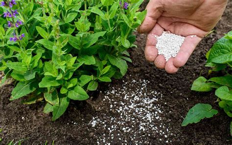 What is the Best Fertilizer for Flowering Plants? And Why Do Some Gardeners Insist on Using Coffee Grounds?