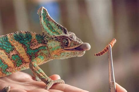 What to Feed Chameleons: A Journey Through the Culinary Preferences of Colorful Reptiles