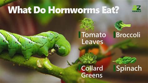 What to Feed Hornworms: A Culinary Adventure for Your Crawly Companions