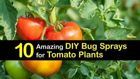 What to Spray on Tomato Plants to Keep Bugs Away: A Symphony of Solutions and Unrelated Musings